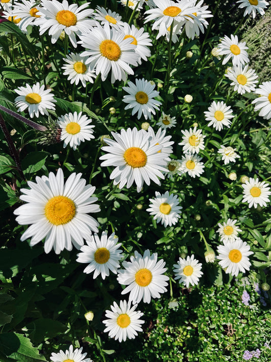2 Original Heat Packs, one filled with white beeswax and one with yellow. There are photography props around like driftwood, dried flowers, empty silicone packs, and envelope packaging.